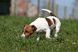 JACK RUSSEL 114